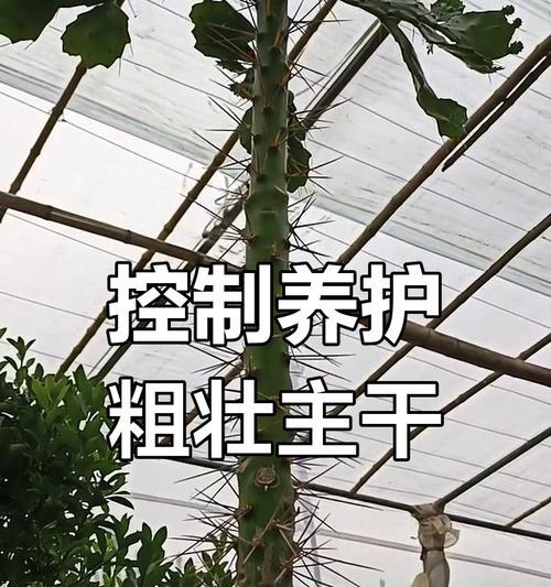 在家门口怎么种好仙人掌？有哪些技巧？