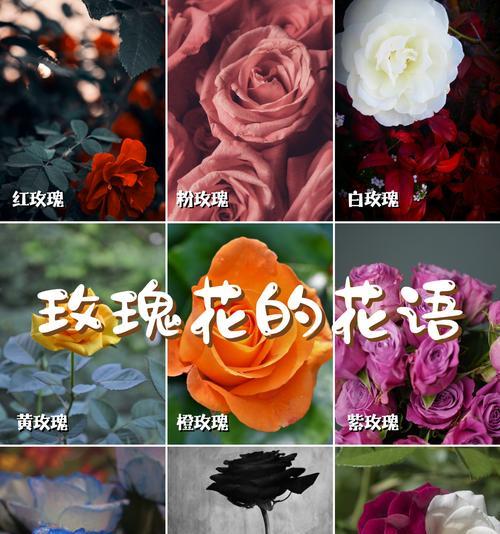 玫瑰颜色不同花语有何区别？常用颜色玫瑰的花语是什么？