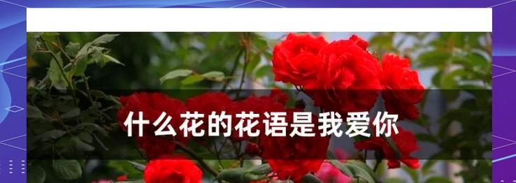 哪种花语最能表达爱意？