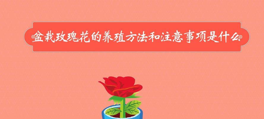 玫瑰花养护秘诀是什么？