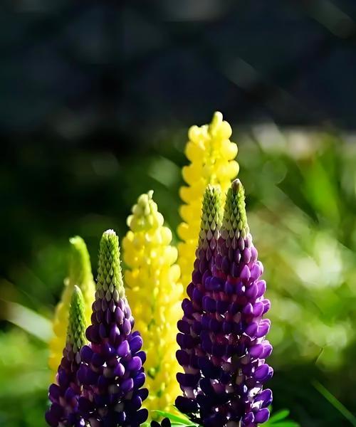 平凡花的花语有何深意？平凡花代表了哪些情感？