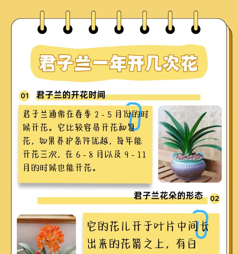 君子兰主茎细长如何处理？有哪些改善措施？