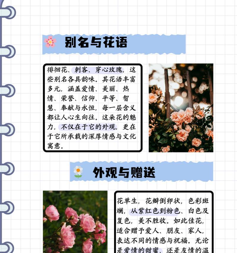 不能相爱时送自己什么玫瑰花？花语有何含义？