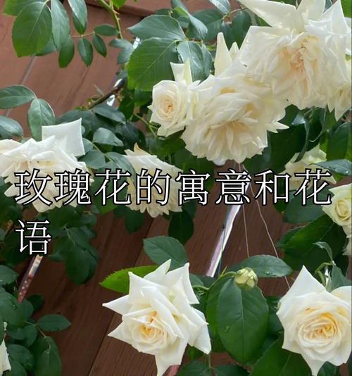 不能相爱时送自己什么玫瑰花？花语有何含义？