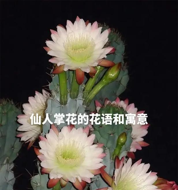 仙人球会开花吗开粉花什么寓意？粉花仙人球的花语是什么？