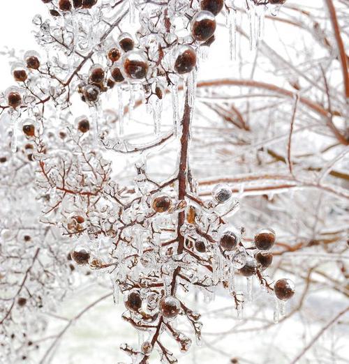 鲜枝雪柳的花语和寓意是什么？雪柳象征着什么？