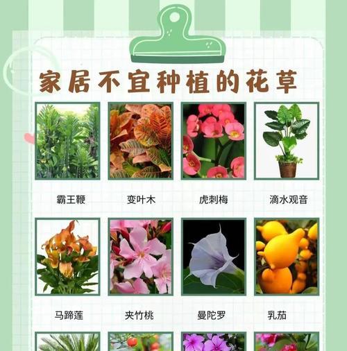 花语代表美艳和狡猾的花什么花？哪种花象征着美丽和狡猾？