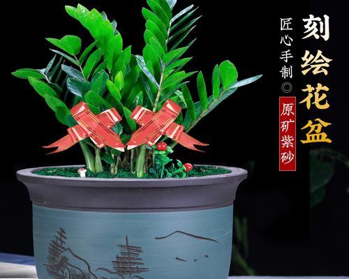 陶瓷花盘种植君子兰的方法是什么？